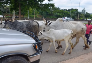 Cattle Roaming in Abuja 1000x600.avif