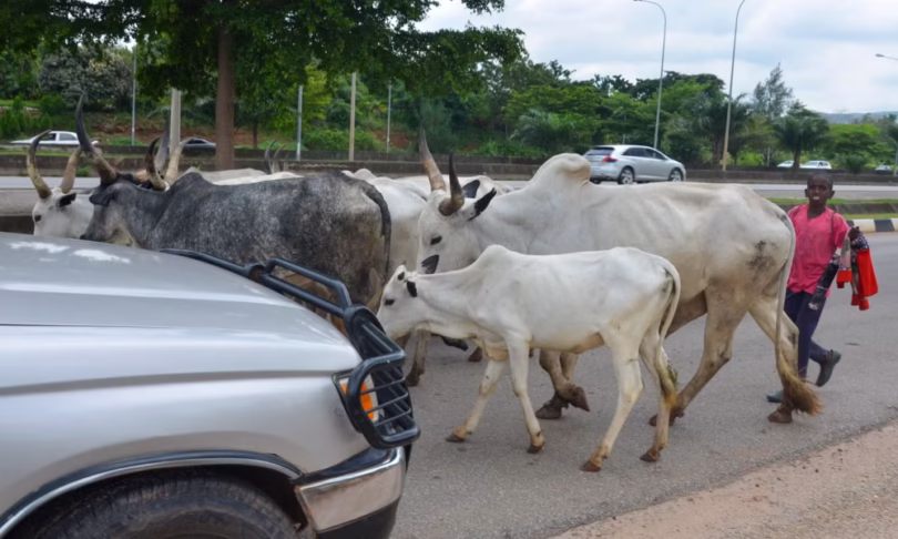 Cattle Roaming in Abuja 1000x600.avif